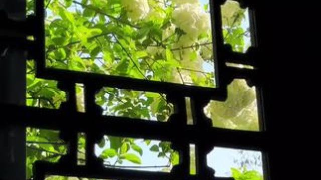 南京崇正书院的中华木绣球堪称出片神器#南京崇正书院 #春日出行计划 #中华木绣球 #娱乐评论大赏