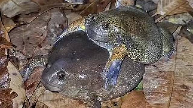 好事成双 #内容启发搜索 #美食 #泰国美食 #户外美食