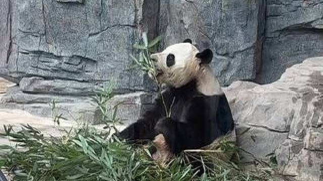 #国宝来了 #春天适合吸熊猫
