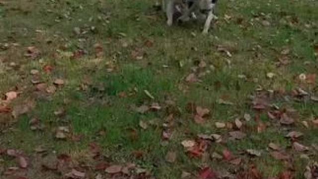 Lucky新朋友 #欢乐的狗子 #养狗的乐趣 #小狗奔向你的喜悦 #边牧 #小狗搭子