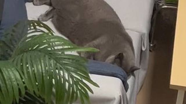 小猫不能熬夜，每晚十点半准时上沙发睡觉#在猫咪的字典里没有烦恼 #猫咪 #这个世界不能没有小猫 #这