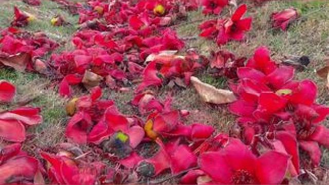 拍景的四种万能运镜技巧，一起来试试吧。#手机摄影 #拍摄技巧 #运镜