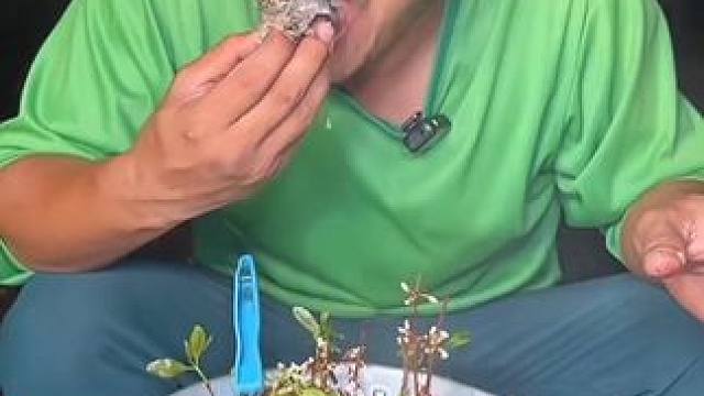 苦柬花煮蛋蛋蛙 #美食 #户外美食 #泰国美食 #内容启发搜索