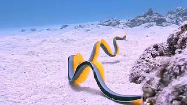 沉浸式体验赶海！ #赶海 #海底捕鱼 #海底世界