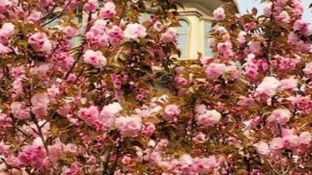 这里的晚樱花已经进入最佳观赏期 视频左下角有这里的定位，游玩攻略在我的主页，昨天就发过了 #拥抱春天