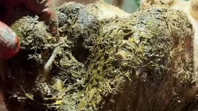 让修理了十万头牛的小哥目瞪口呆#解压 #修牛蹄