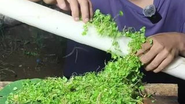 香蕉心 搭配雷公根好吃 #我的农村生活 #把家乡的味道分享给大家 #爱生活爱美食 #农村美食记录生活