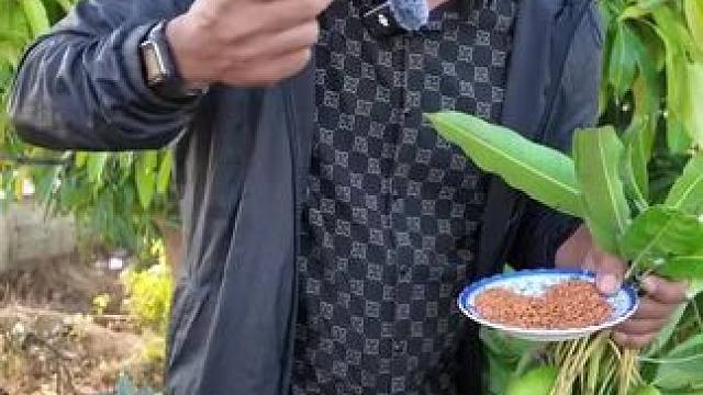 吃生芒果咕咕脆 #我的农村生活 #把家乡的味道分享给大家 #东南亚美食 #爱生活爱美食 #农村美食记