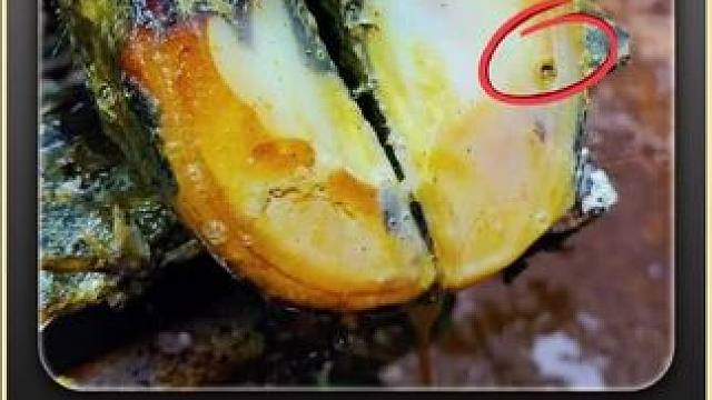 牛牛脚疼的根源竟然是这一块掌中宝 #修蹄 #解压 #助眠 #强迫症 #极度舒适