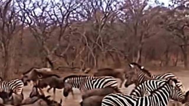 斑马的后腿有多强 #斑马