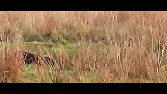 欺负小牛算什么本事 有本事大的把他拿下 #野牛 #老虎 #捕猎