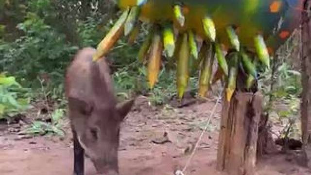 散养山⛰️猪 #养猪人加油干 #养猪人的日常生活 #内容启发搜索 #新农人计划2022 #我的农村生