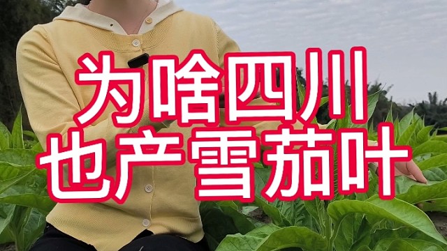 你知道吗？四川也产优质的雪茄烟叶哦
