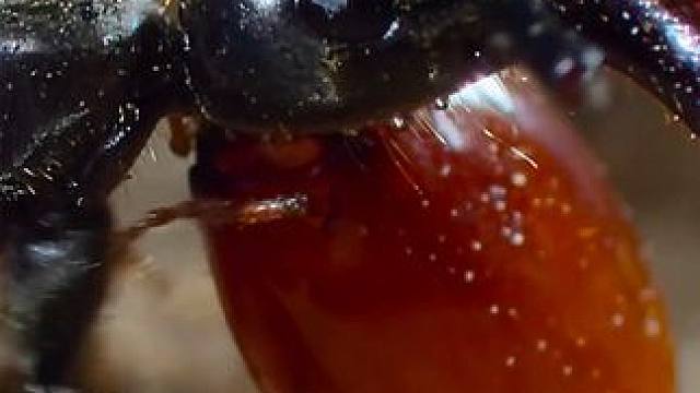 马塔贝勒蚁的神奇之处#动物世界 #野生动物 #纪录片 #内容启发搜索