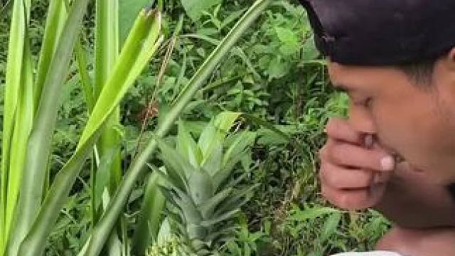菠萝叶好吃 #我的农村生活 #东南亚美食 #舌尖上的味道 #农村美食记录生活 #内容启发搜索