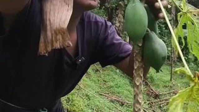 木瓜叶咕咕脆 #我的农村生活 #把家乡的味道分享给大家 #东南亚美食 #我的乡野山居生活 #内容启发