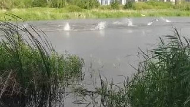 这么多的鱼，你就说想不想来钓鱼吧！#钓鱼 #钓鱼的乐趣只有钓鱼人懂