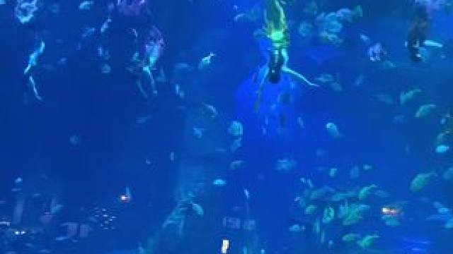 美人鱼真的太好看了 #亲子游玩好去处 #海洋馆 #保持热爱奔赴山海 #海洋生物 #情侣