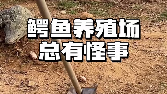 鳄鱼养殖场总有怪事