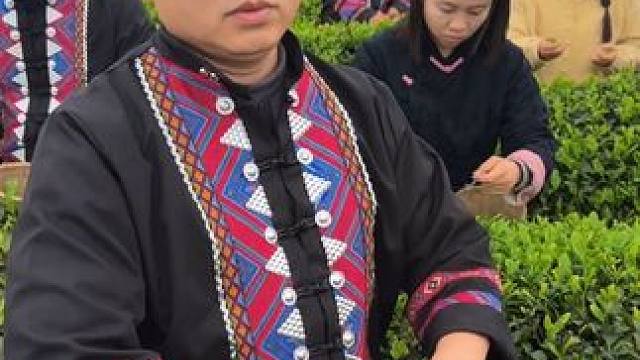 采茶 #川哥川嫂 #春茶