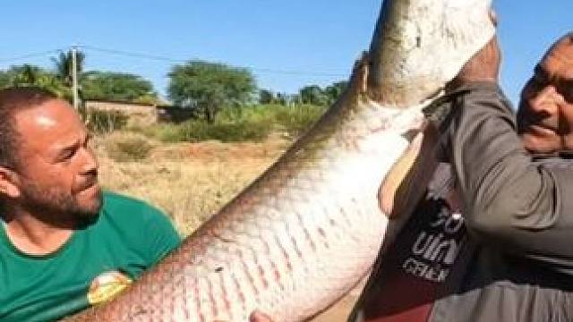 巨骨舌鱼被端上餐桌了 #国外视频分享 #好大一条鱼 #钓鱼的乐趣只有