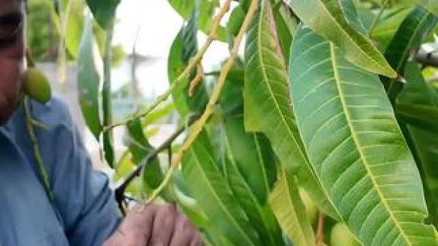 吃生芒果 #我的农村生活 #把家乡的味道分享给大家 #东南亚美食 #舌尖上的味道 #农村美食记录生活