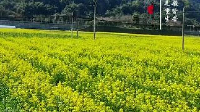 奔向开满油菜花的春天 #油菜花的季节 #乡野田间