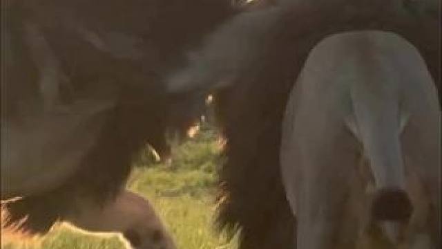 两头270kg的巨无霸#雄狮 #猛兽 #动物世界