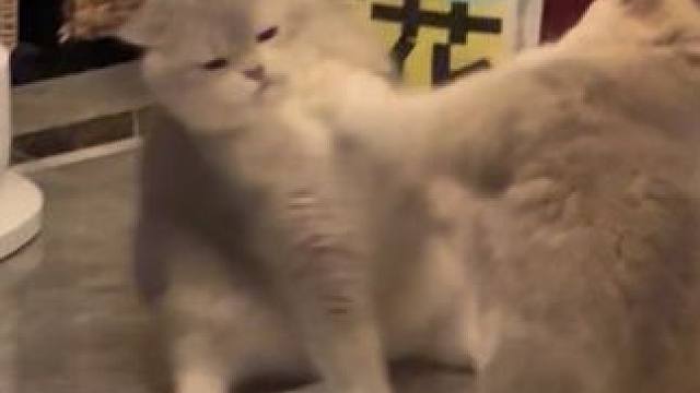 胖都是那种很会挨打的小猫#小猫日记