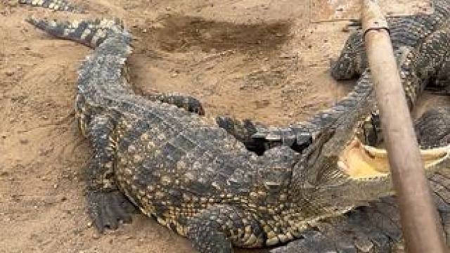 家人们早上好，好长时间没听见这么清脆的声音了 #非专业人士请勿模仿