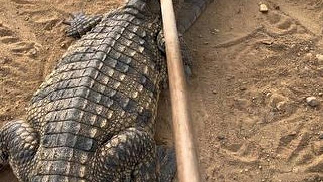 究竟是我打的太轻，还是这头太硬了 #非专业人士请勿模仿