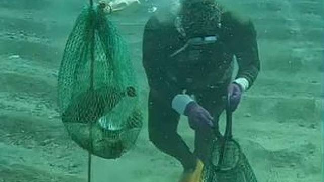 收获满满 #国外视频分享 #海洋生物 #潜水捕捞