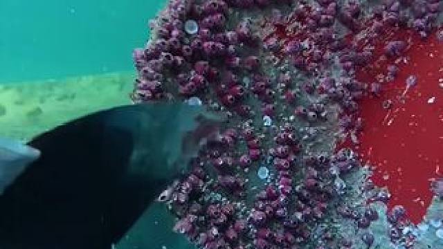 藤壶仙人。 #铲藤壶 #解压视频 #极度舒适 #海底世界 #强迫症看了很享受