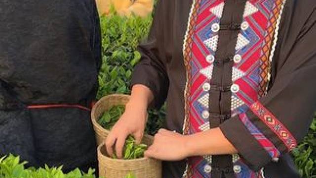 所谓富贵险中求 #又到了春茶采摘的时候了