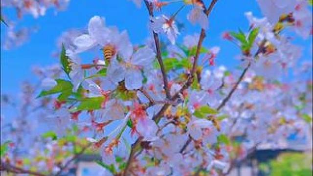 #人间四月天 #随手一拍都是美景 。台州路桥螺洋大岙里村千株樱花正盛开。