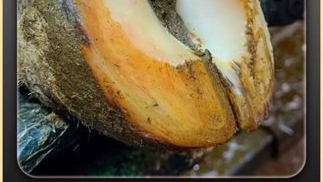 白天刷不到，晚上躲不掉，又让你赶上了 #解压 #修蹄 #强迫症 #舒适#助眠