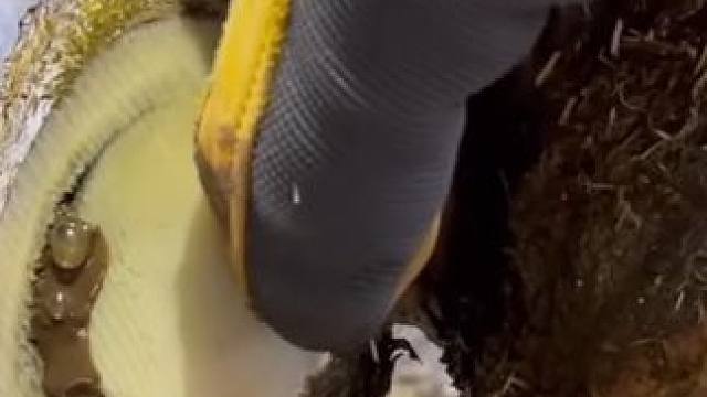 牛蹄裂缝里面竟有个深不见底的孔洞#解压#修牛蹄