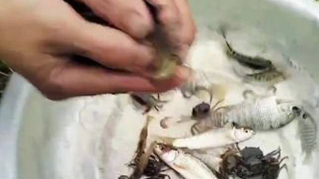 越南鱼生 #把家乡的味道分享给大家 #东南亚美食 #舌尖上的味道 #爱生活爱美食 #我的农村生活