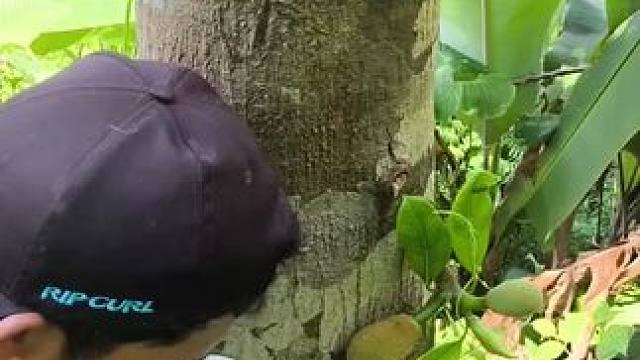 吃菠萝蜜 #把家乡的味道分享给大家 #东南亚美食 #我的农村生活 #我的乡野山居生活 #爱生活爱美食