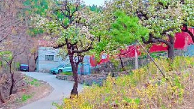 #春暖花开奔你而来 #踏春赏花 #莱芜篇(187）纱窗日落渐黄昏，金屋无人见泪痕。寂寞空庭春欲晚，梨