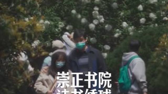 折叠了三年的崇正书院绣球，在这个4月的春日里舒展成海#崇正书院