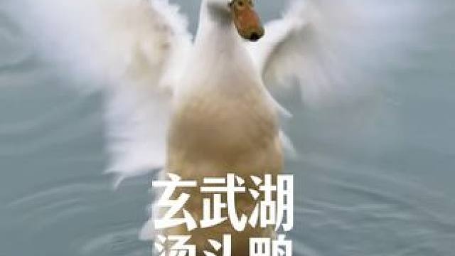 原来烫头就可以不被zan了吃掉#玄武湖烫头鸭