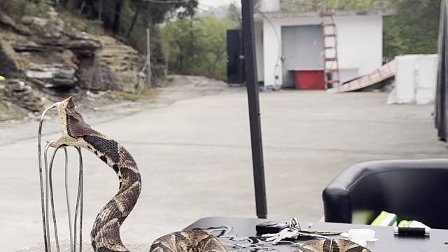 五步蛇干制标本制作