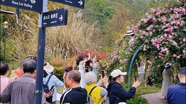 礼嘉智慧公园的蔷薇花开繁了