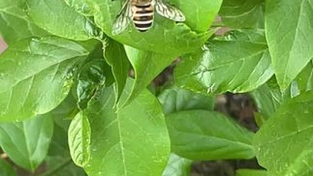 #奇妙的动物 #勤劳的小蜜蜂