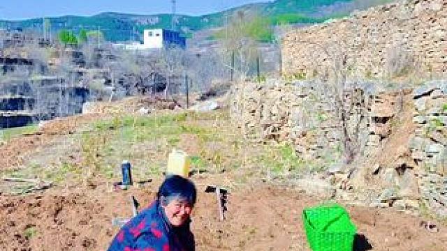 #记录真实生活 #村里那些事 #济南市槲炭村。正在种山枣树的大哥大嫂，因大哥大嫂年龄大了，打工没人用