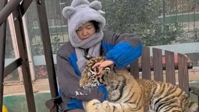 这就是宗门圣女的含金量吗？ #东北虎 #狼 #母老虎 #动物园