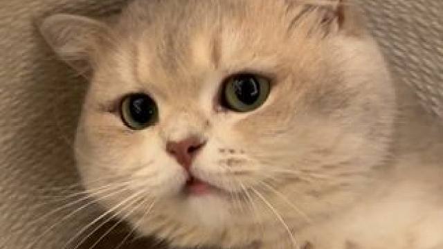 榴莲里面原来是胖 怪不得凑凑的#小猫日记