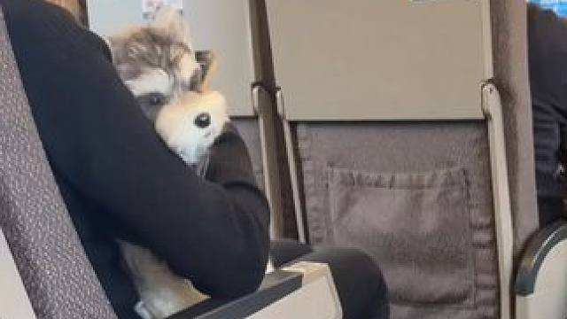 #宠物猫狗可以坐高铁了  #宠物  #12306  #宠物托运  别管了明年过年我将会带着我的毛孩子