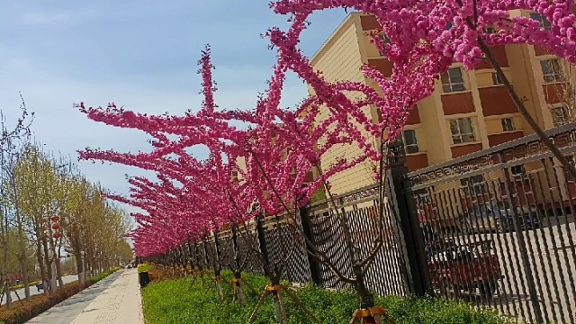 人间四月天，春暖花开！